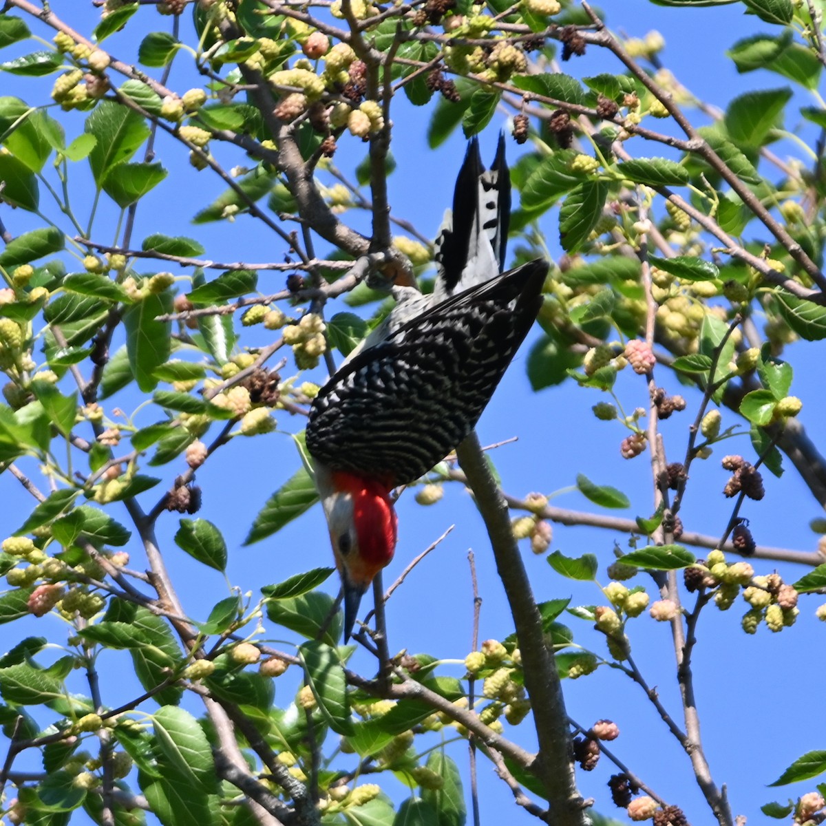 Red-bellied Woodpecker - ML457235991