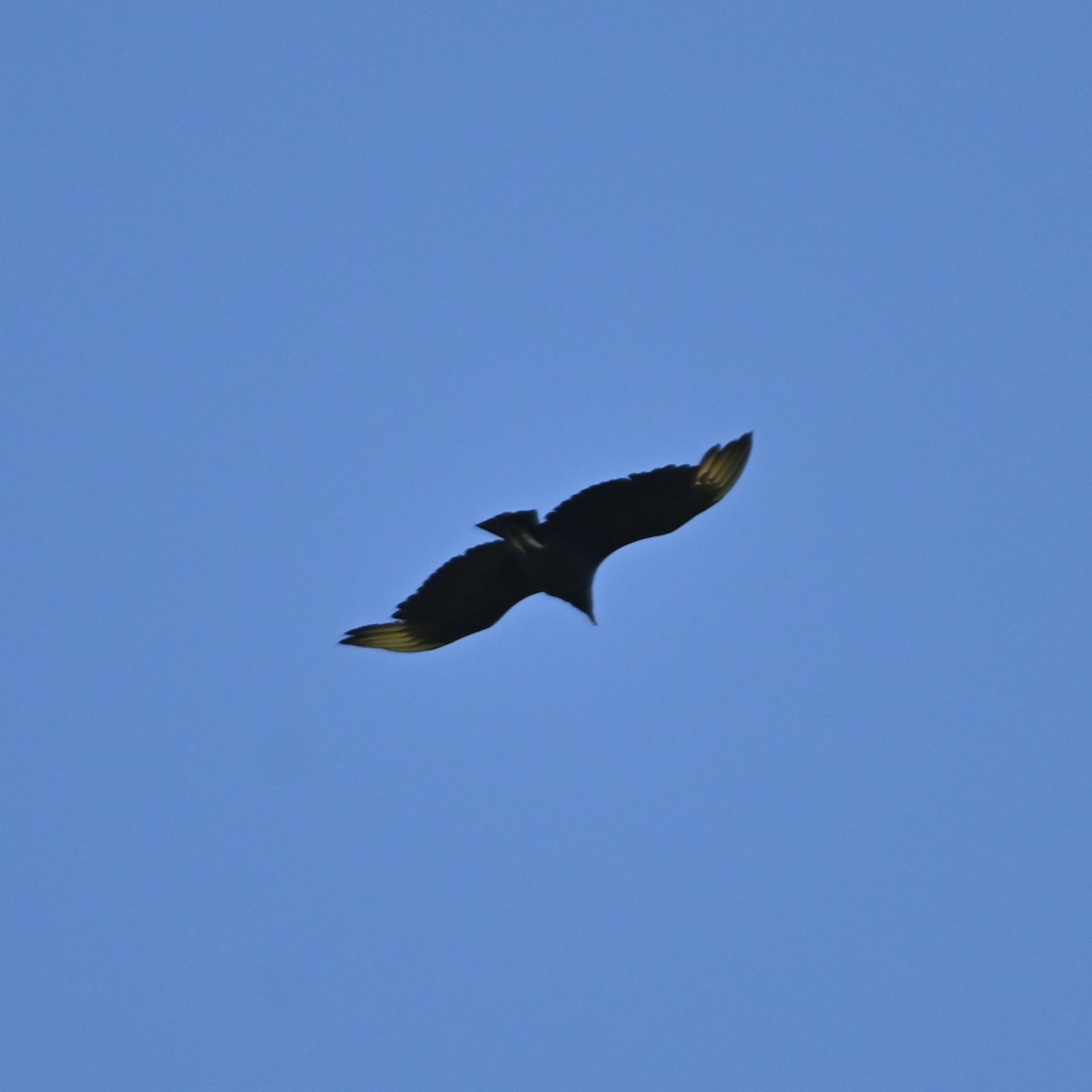 Black Vulture - ML457236121