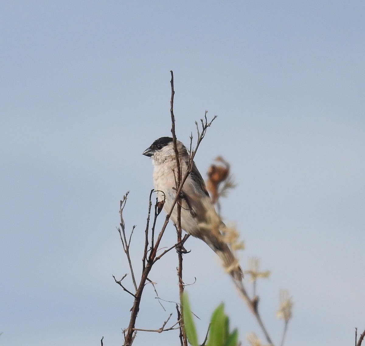 Pearly-bellied Seedeater - ML457240611