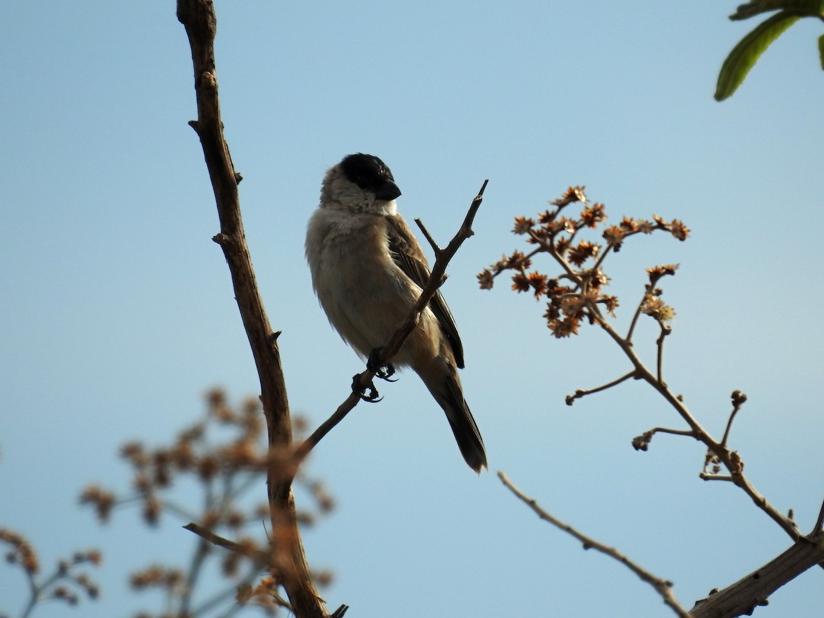 Pearly-bellied Seedeater - ML457241571