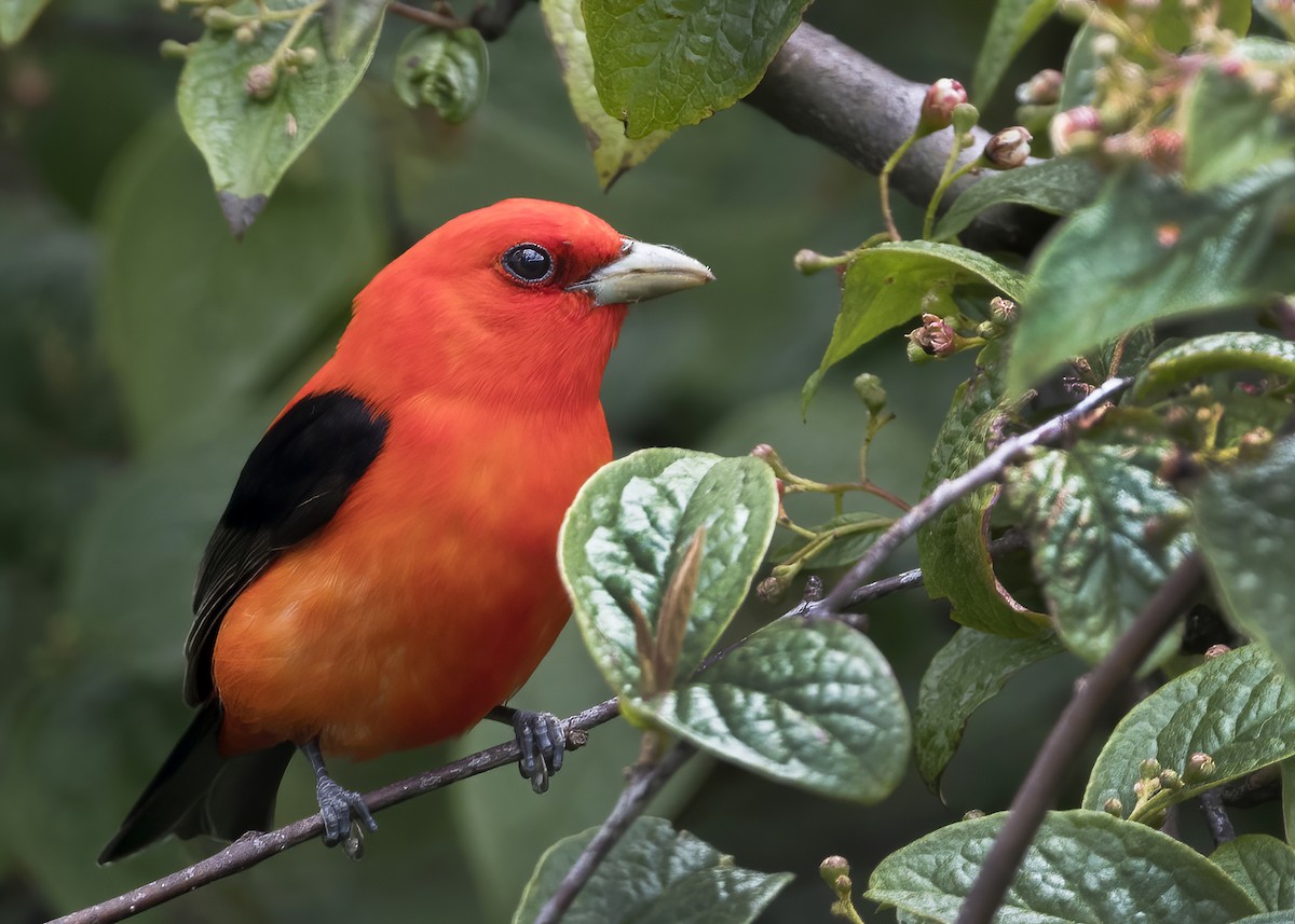 Scarlet Tanager - ML457248591
