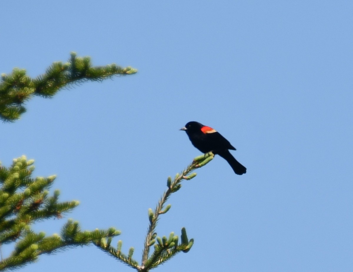 Red-winged Blackbird (Red-winged) - ML457252641