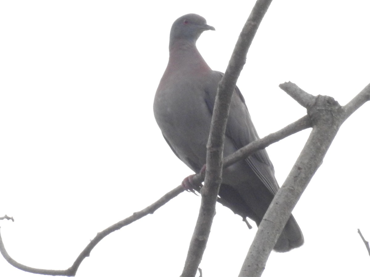 Pale-vented Pigeon - ML457260141