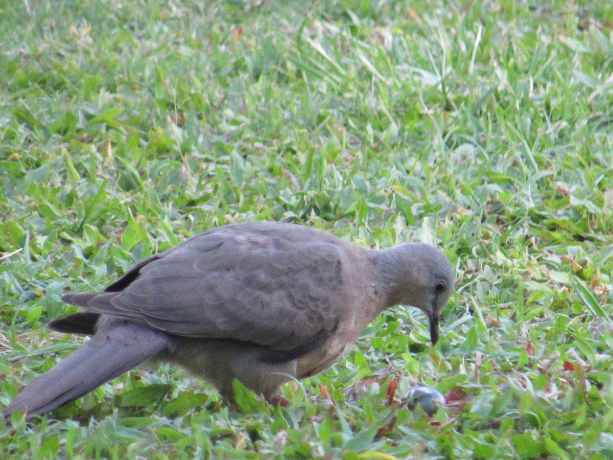 Spotted Dove - ML457260701