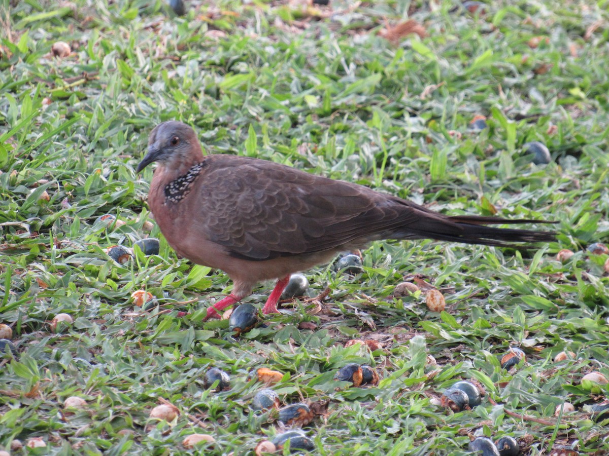Spotted Dove - ML457260801