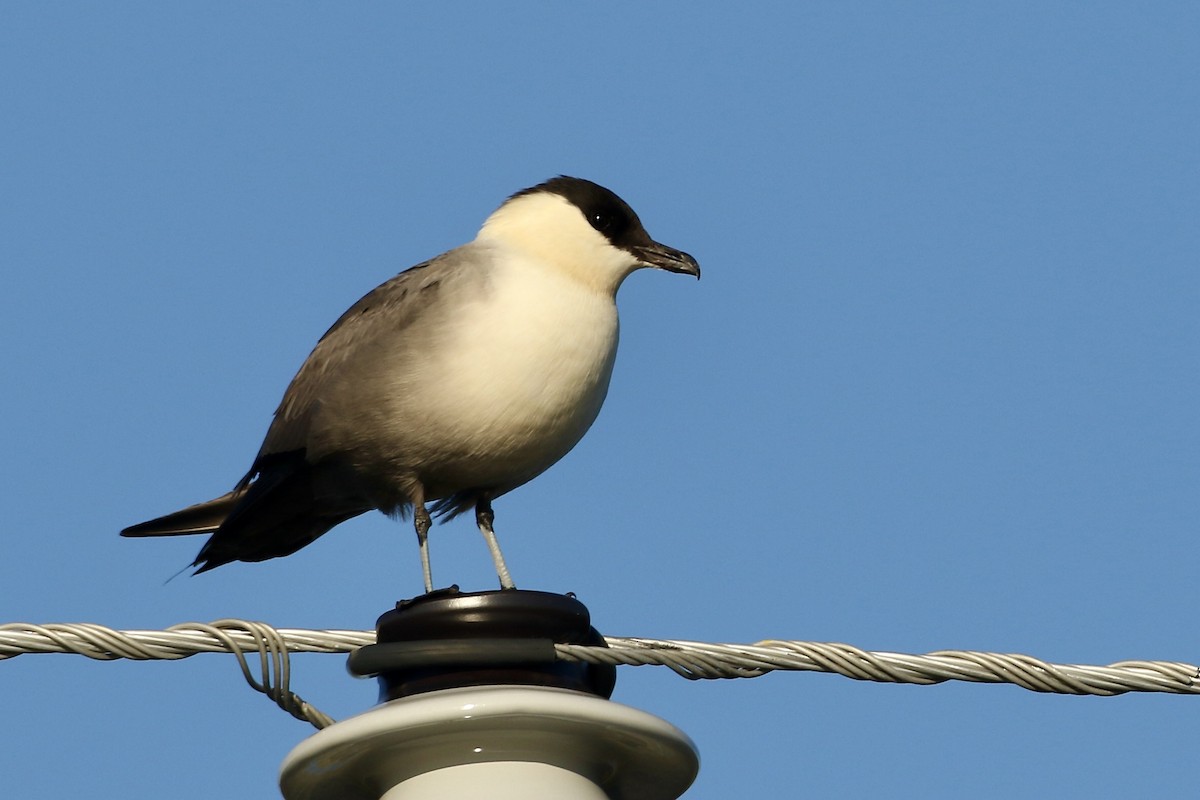 Long-tailed Jaeger - ML457262571