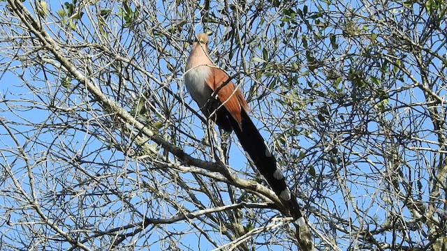 Squirrel Cuckoo (Amazonian) - ML457263061