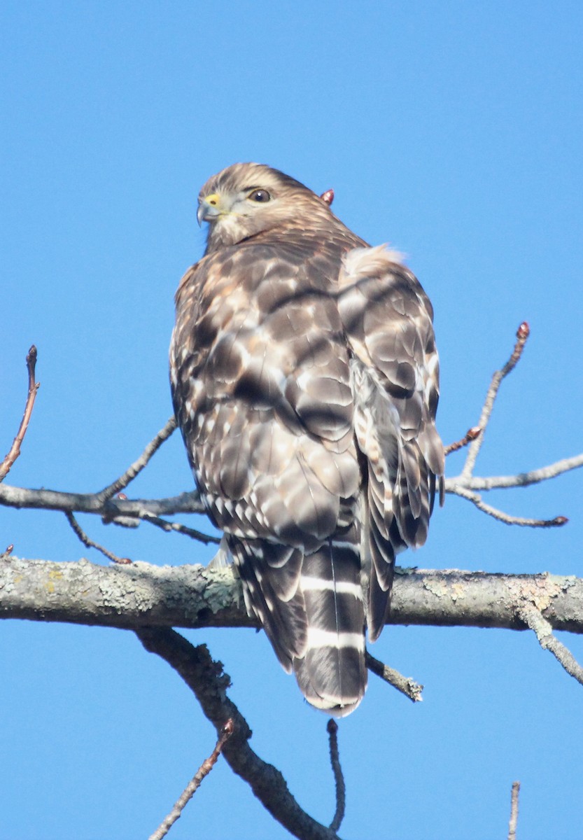 Red-shouldered Hawk - Will Robertson