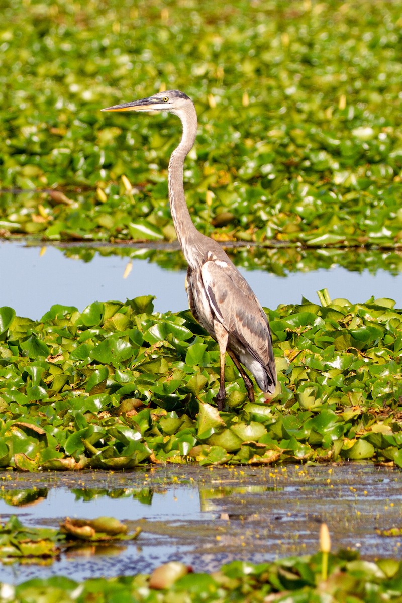 Great Blue Heron - Camille James