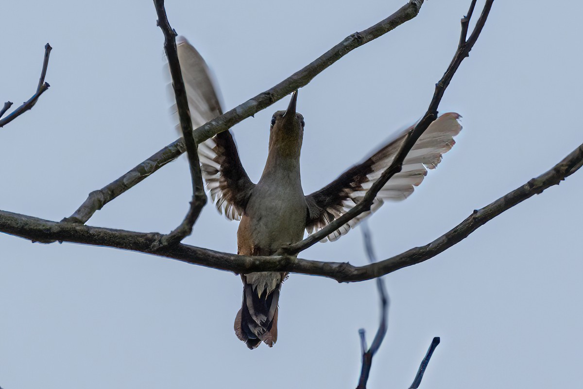Wedge-tailed Sabrewing (Long-tailed) - Kurt Gaskill
