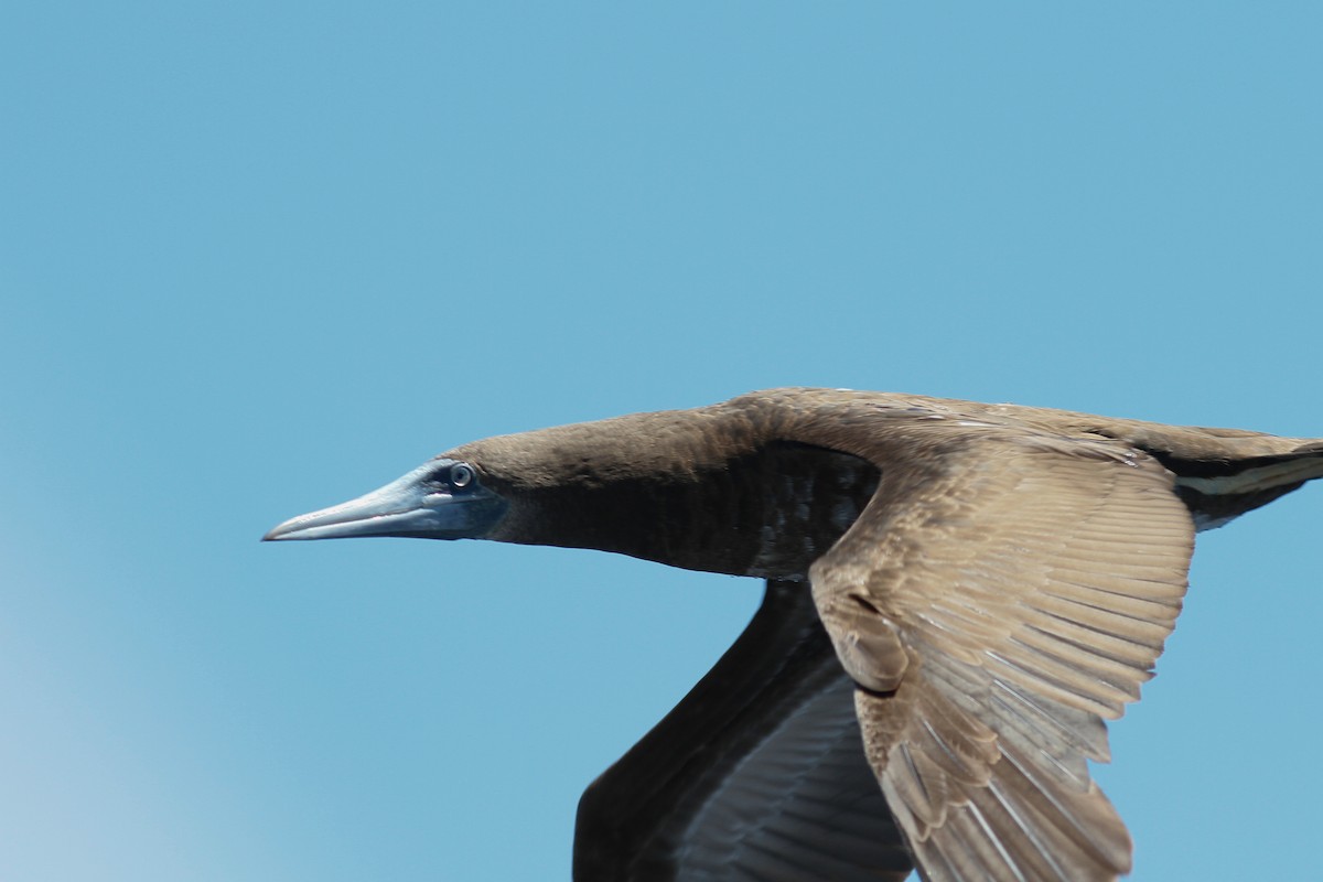 Brown Booby - ML457271271