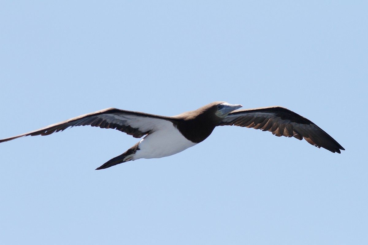 Brown Booby - ML457271311