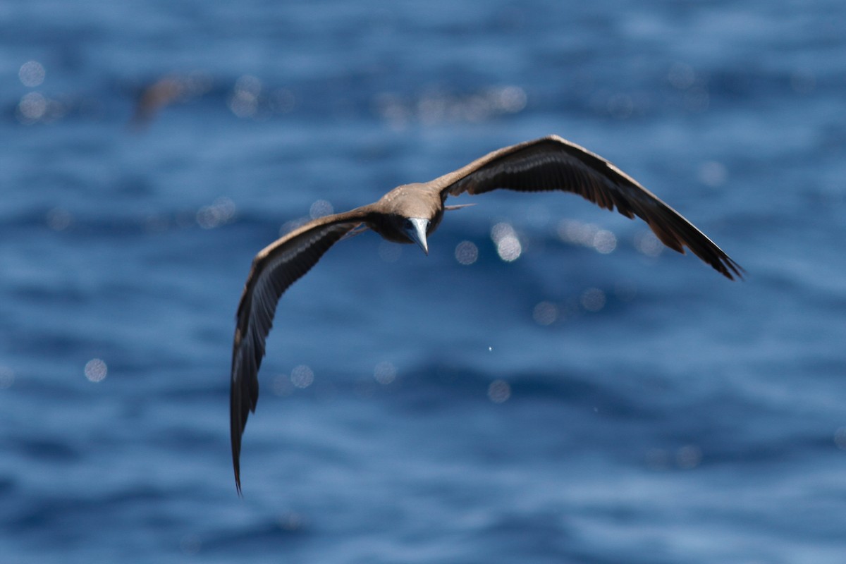 Brown Booby - ML457271341