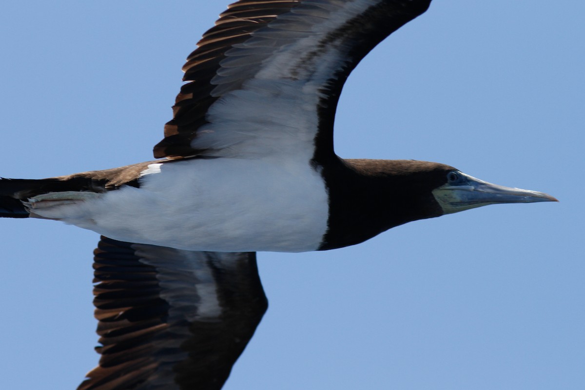 Brown Booby - ML457271361