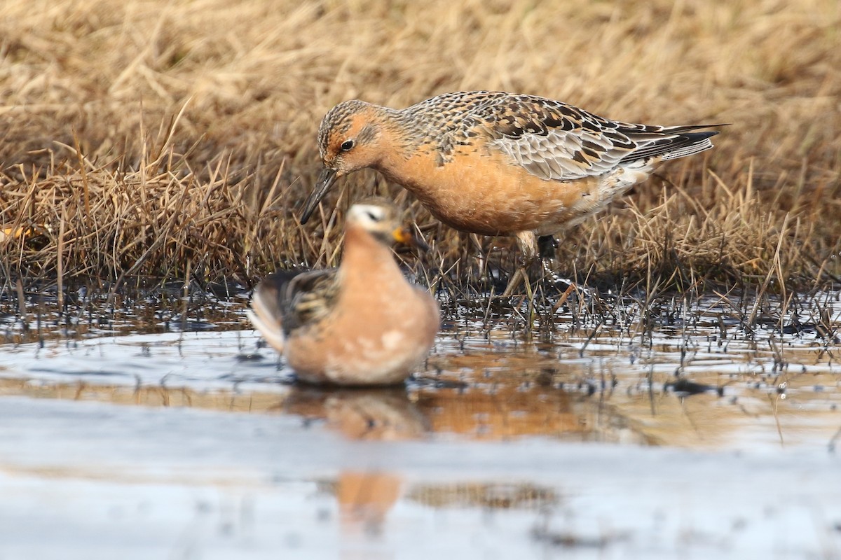 Red Knot - ML457271601