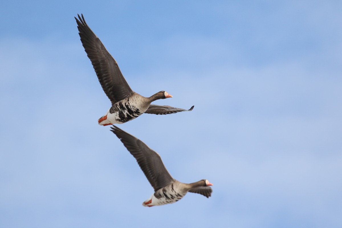 Greater White-fronted Goose (Western) - ML457271721
