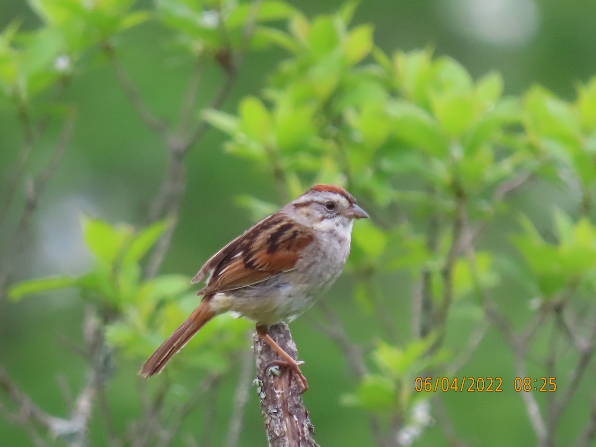 Swamp Sparrow - ML457272221