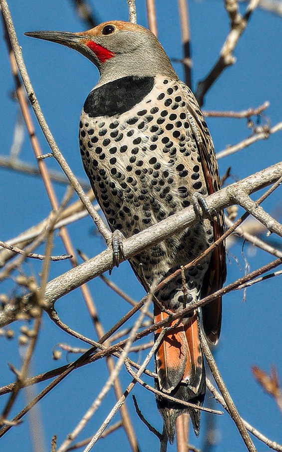 Northern Flicker (Red-shafted) - Michael Rieser