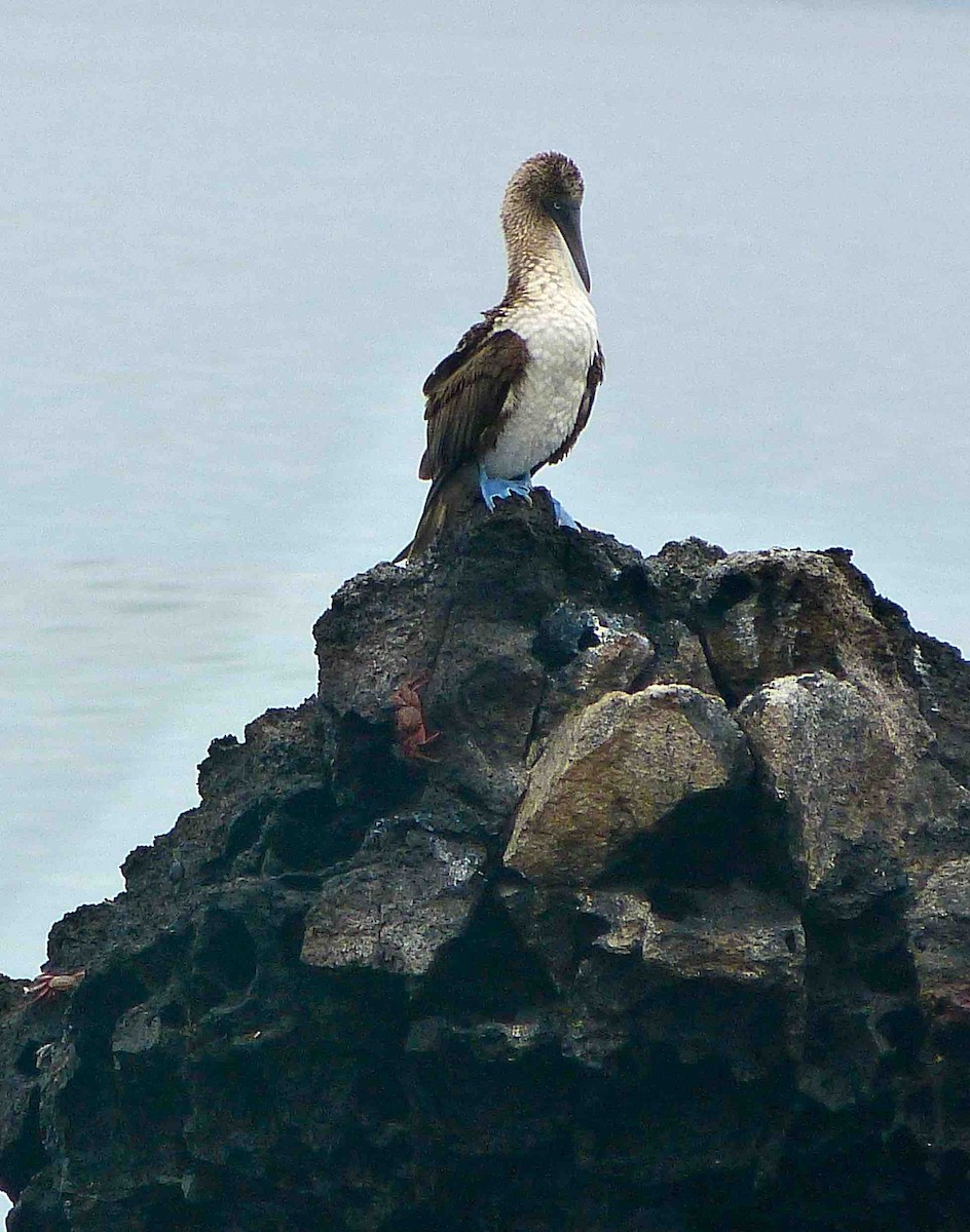Blue-footed Booby - ML45727371