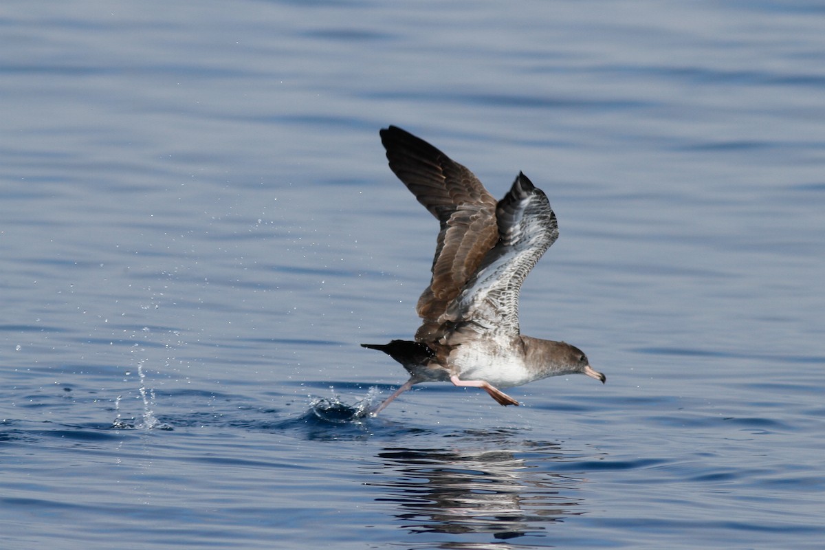 Pink-footed Shearwater - Justyn Stahl
