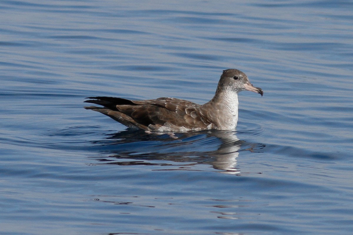Pink-footed Shearwater - Justyn Stahl