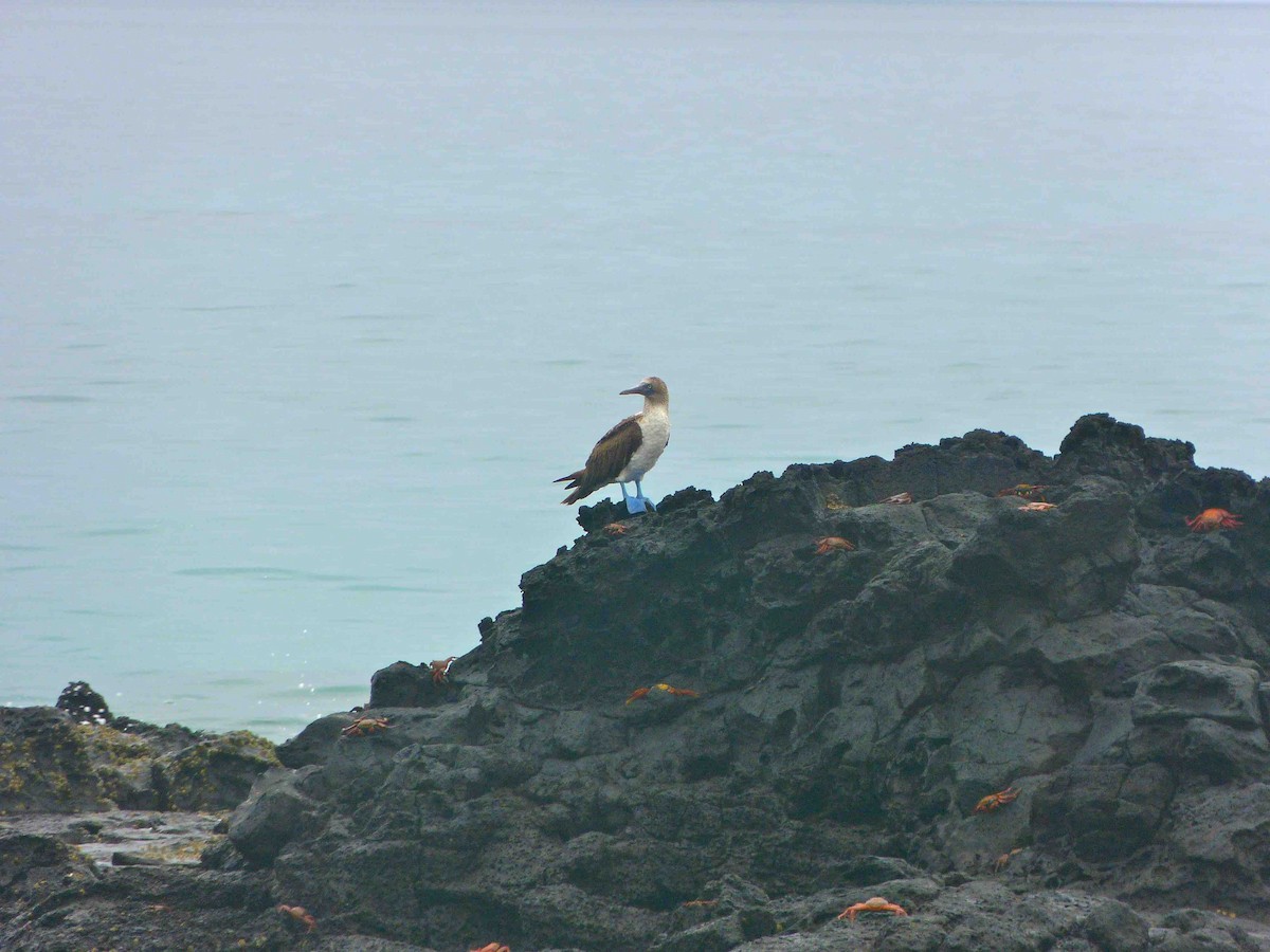 Blue-footed Booby - David Vickers