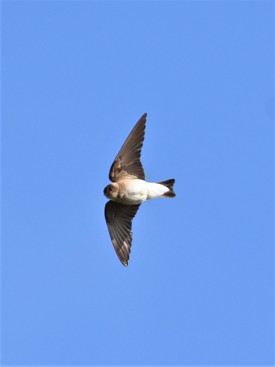 Northern Rough-winged Swallow - ML457282181