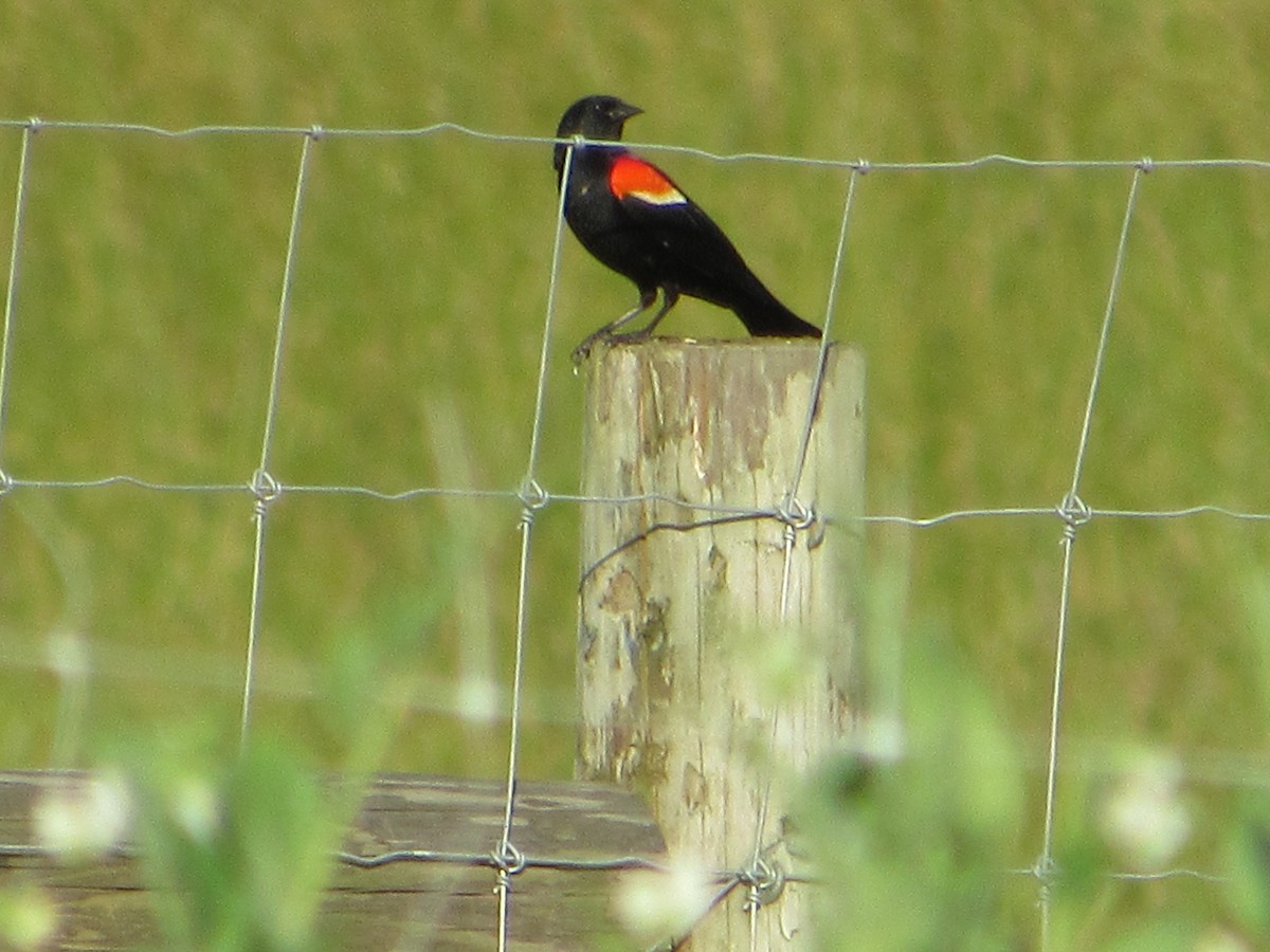 Red-winged Blackbird - Sally Bergquist