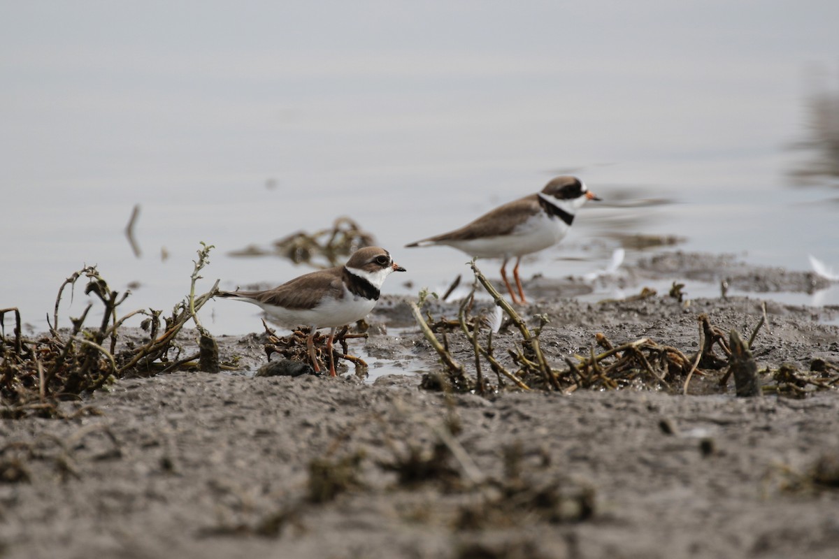 Semipalmated Plover - ML457286751