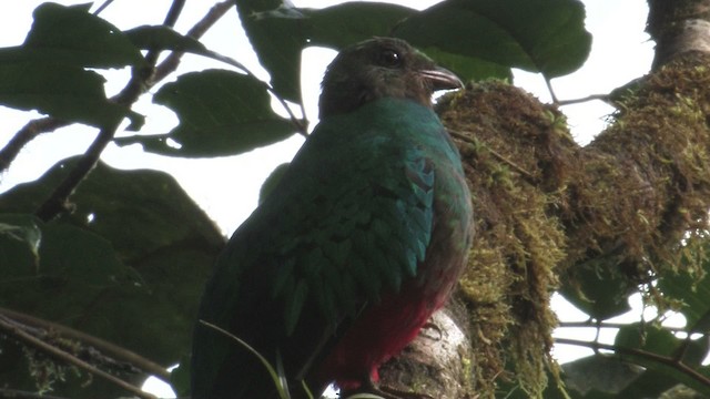 Golden-headed Quetzal - ML457292