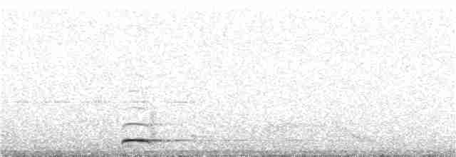Chevêchette naine (groupe californicum) - ML45729211
