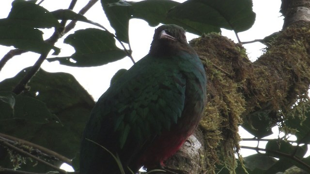 Golden-headed Quetzal - ML457293
