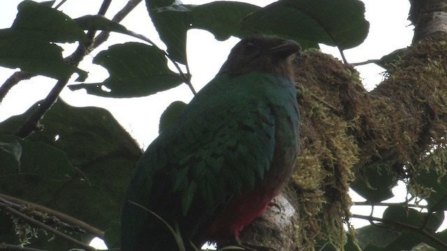 Golden-headed Quetzal - ML457294