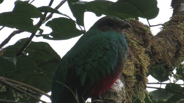 Golden-headed Quetzal - ML457295