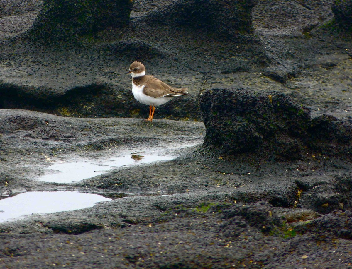 Semipalmated Plover - ML45729501