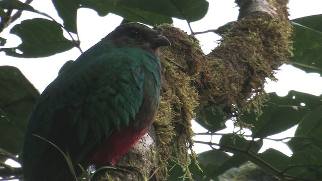 Golden-headed Quetzal - ML457298