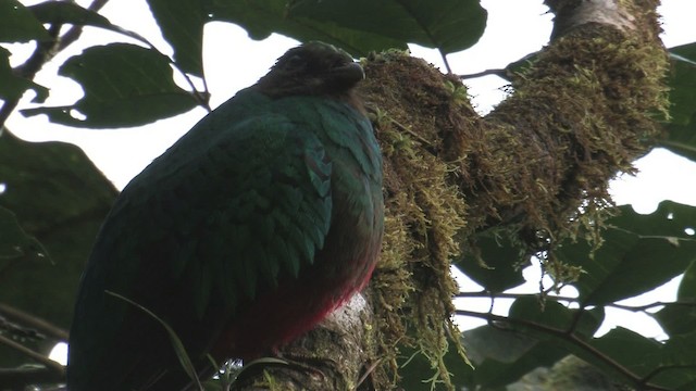 Golden-headed Quetzal - ML457300