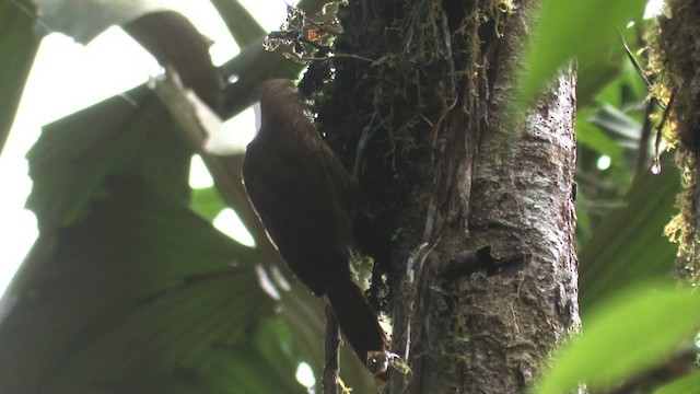 Strong-billed Woodcreeper (Andean/Northern) - ML457302