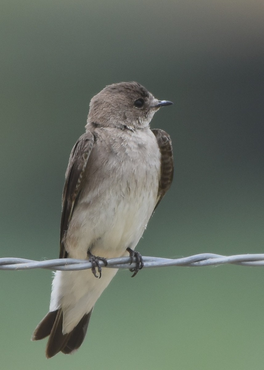 Northern Rough-winged Swallow - ML457303561