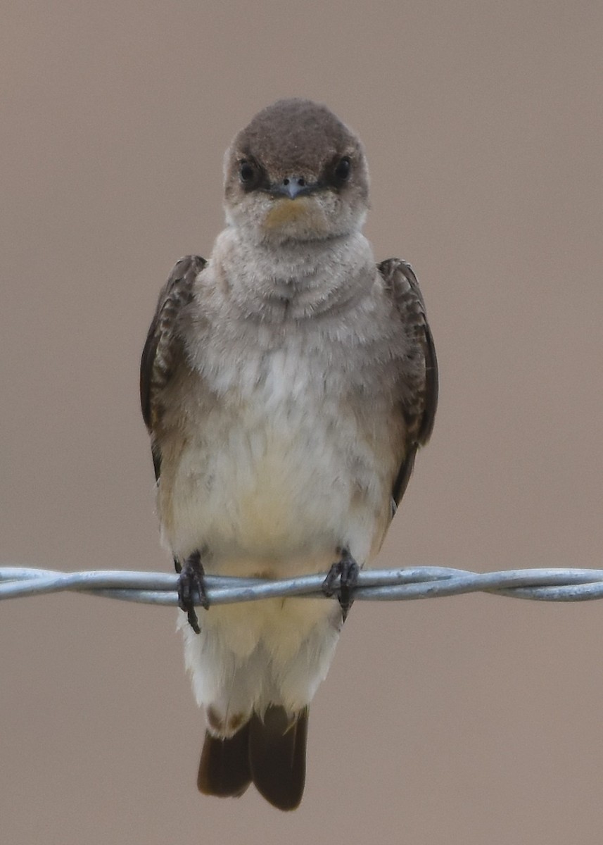 Northern Rough-winged Swallow - ML457303591