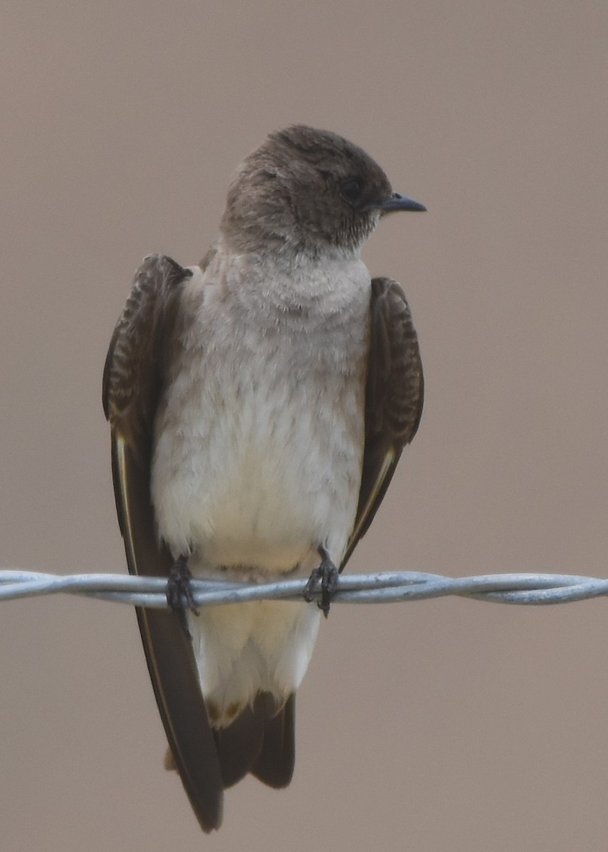 Northern Rough-winged Swallow - ML457303601