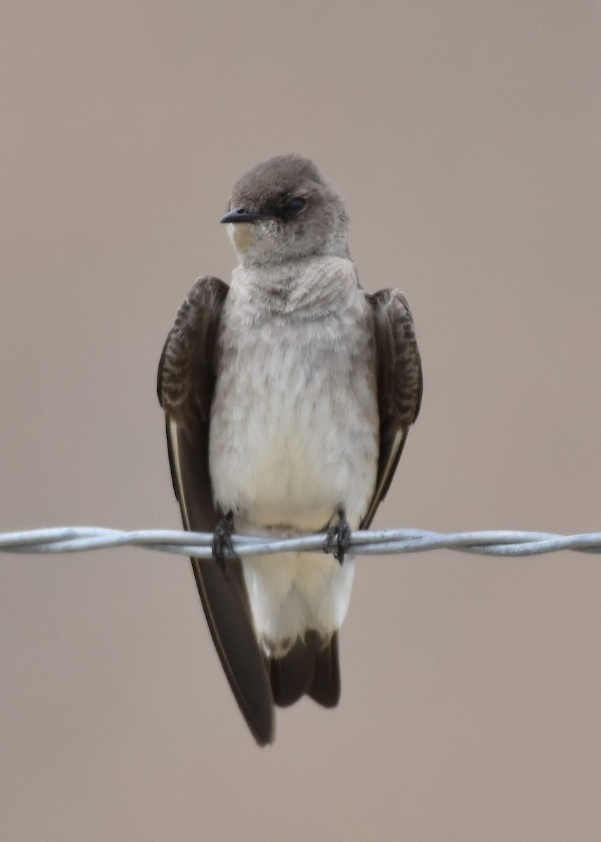 Northern Rough-winged Swallow - ML457303651