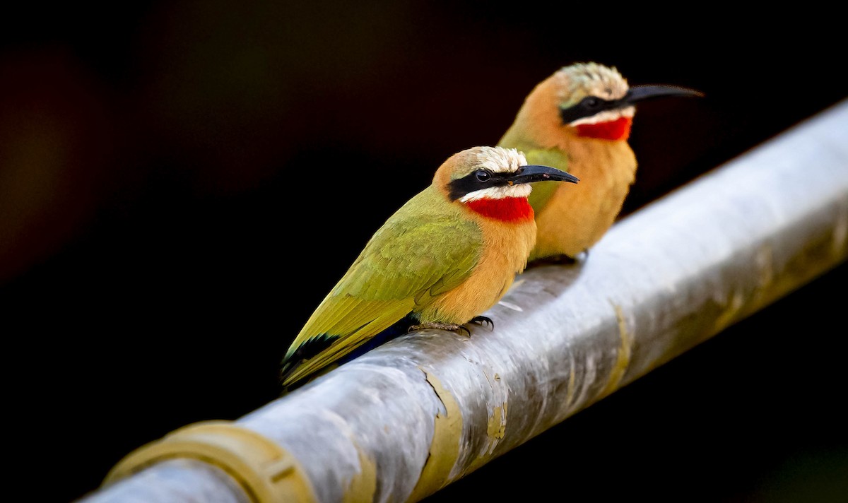 White-fronted Bee-eater - William Richards