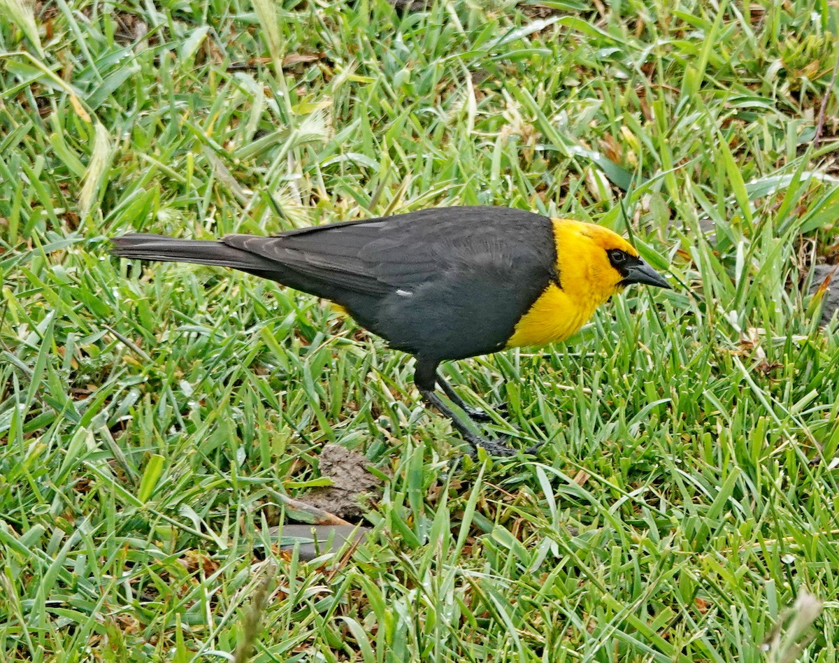 Yellow-headed Blackbird - ML457309611