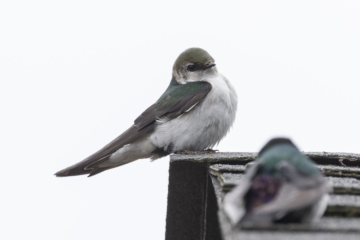 Violet-green Swallow - ML457312471