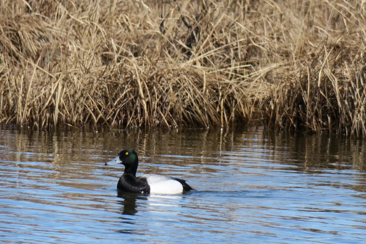Greater Scaup - ML457312541