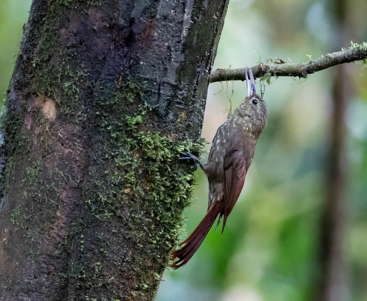 Spotted Woodcreeper - ML457313641