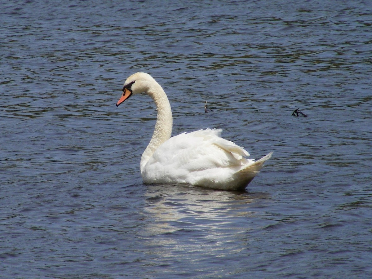 Mute Swan - ML457316601