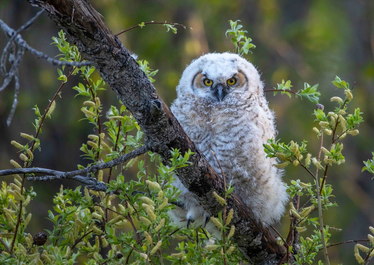Great Horned Owl - ML457317741