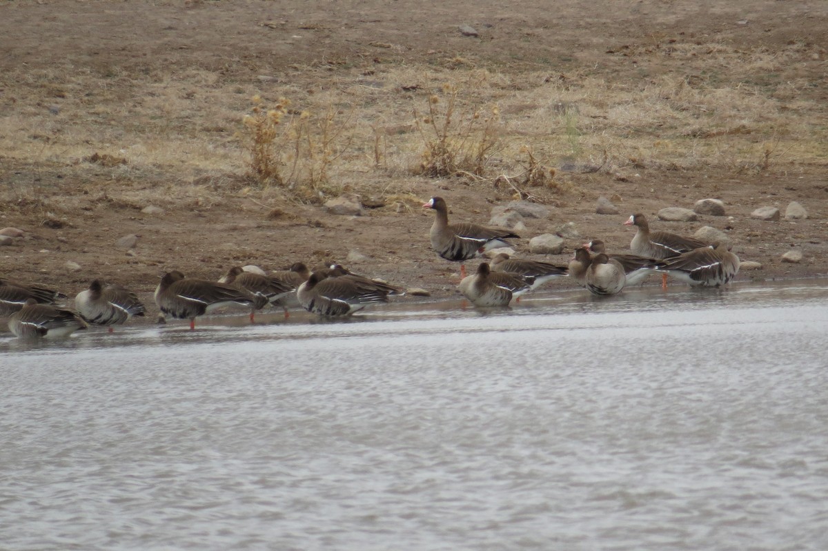 Greater White-fronted Goose - ML45731991